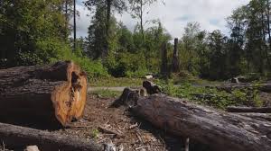 Trusted Carmichael, CA Tree Care Experts