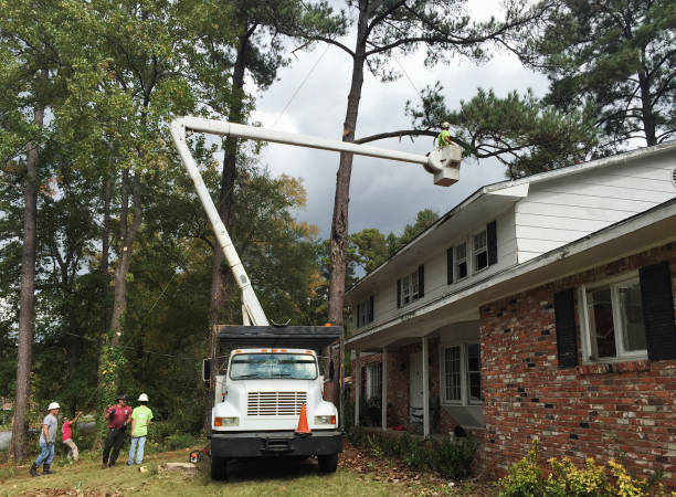 Best Hazardous Tree Removal  in Rmichael, CA