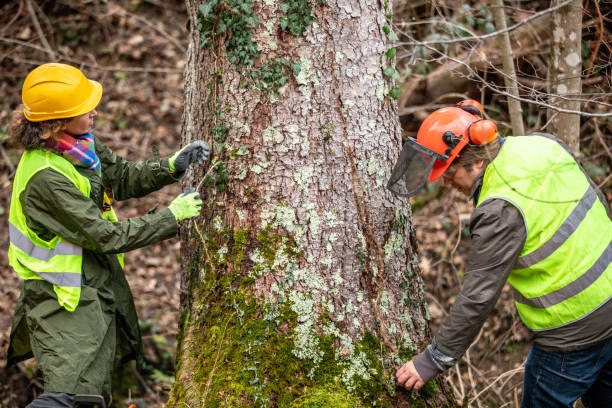 How Our Tree Care Process Works  in  Carmichael, CA
