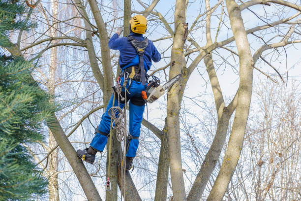 Best Lawn Pest Prevention  in Rmichael, CA