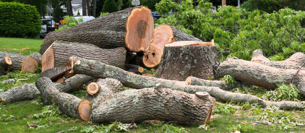 Leaf Removal in Carmichael, CA