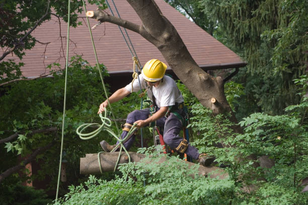 Best Utility Line Clearance  in Rmichael, CA
