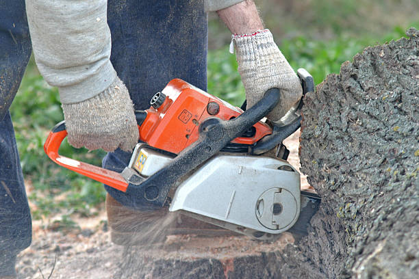 Lawn Renovation and Restoration in Carmichael, CA