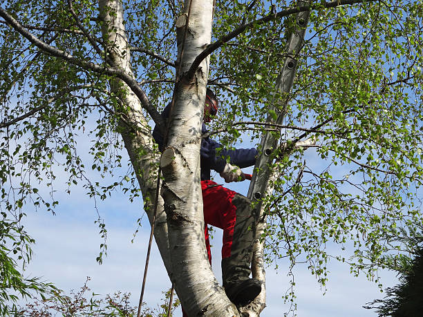 Best Fruit Tree Pruning  in Rmichael, CA